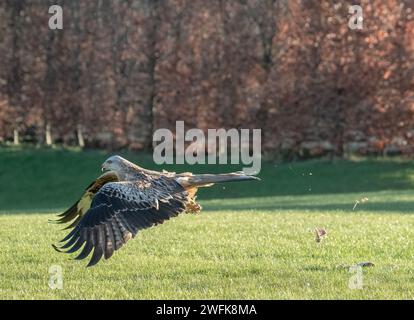 Ein spektakulärer Roter Drachen ( Milvus milvus ) in Aktion in einem Garten. Ich schnappte mir Hähnchenreste, Knochen, die überall herumfliegen. Suffolk, Großbritannien Stockfoto