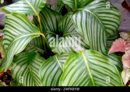 Nahaufnahme von Calathea Orbifolia Blättern Stockfoto