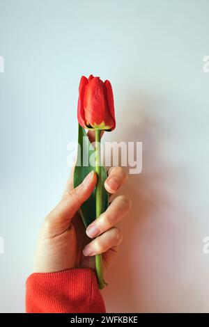 Weibliche Hand, die rote Tulpe über dem weißen Hintergrund hält Stockfoto