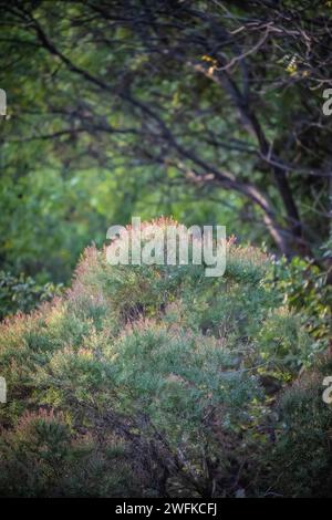 Chamaecyparis pisifera, auch bekannt als Sawara-Zypresse, ist eine in Japan heimische Falschzypressenart. Es ist ein großer, immergrüner Nadelbaum, der erwachsen werden kann Stockfoto