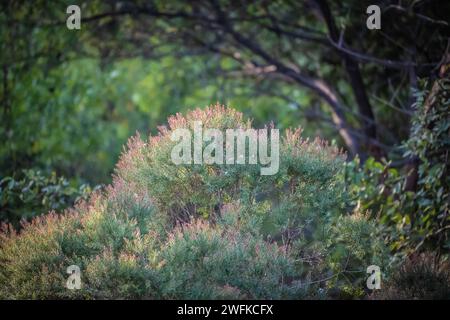 Chamaecyparis pisifera, auch bekannt als Sawara-Zypresse, ist eine in Japan heimische Falschzypressenart. Es ist ein großer, immergrüner Nadelbaum, der erwachsen werden kann Stockfoto