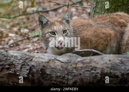 Lynx liegt hinter einem Kofferraum im Wald Stockfoto