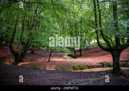 Grüne Buchenwälder im Urkiola Naturpark Urkiolagirre, Bizkaia, Euskadi, Baskenland Spanien Stockfoto