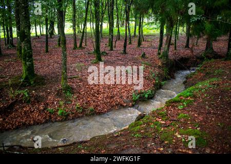 Grüne Buchenwälder im Urkiola Naturpark Urkiolagirre, Bizkaia, Euskadi, Baskenland Spanien Stockfoto