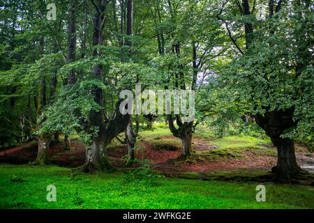 Grüne Buchenwälder im Urkiola Naturpark Urkiolagirre, Bizkaia, Euskadi, Baskenland Spanien Stockfoto