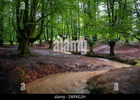 Grüne Buchenwälder im Urkiola Naturpark Urkiolagirre, Bizkaia, Euskadi, Baskenland Spanien Stockfoto