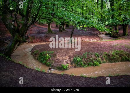 Grüne Buchenwälder im Urkiola Naturpark Urkiolagirre, Bizkaia, Euskadi, Baskenland Spanien Stockfoto