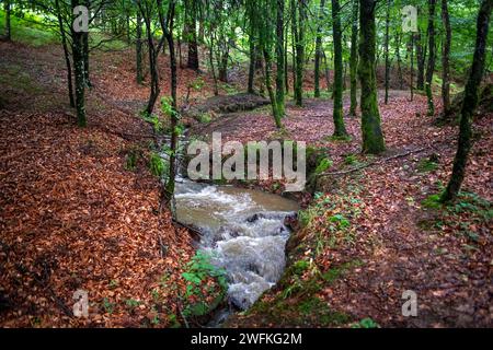 Grüne Buchenwälder im Urkiola Naturpark Urkiolagirre, Bizkaia, Euskadi, Baskenland Spanien Stockfoto