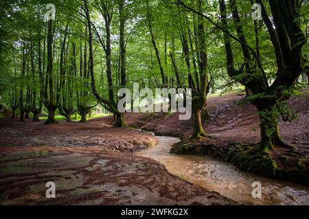 Grüne Buchenwälder im Urkiola Naturpark Urkiolagirre, Bizkaia, Euskadi, Baskenland Spanien Stockfoto