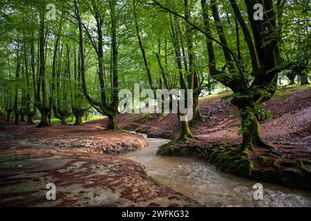 Grüne Buchenwälder im Urkiola Naturpark Urkiolagirre, Bizkaia, Euskadi, Baskenland Spanien Stockfoto