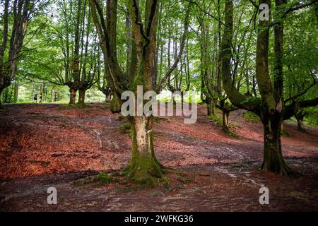 Grüne Buchenwälder im Urkiola Naturpark Urkiolagirre, Bizkaia, Euskadi, Baskenland Spanien Stockfoto