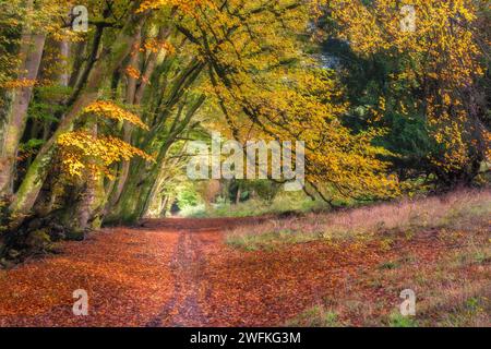 Einer von vielen unglaublichen Spaziergängen durch alte Buchen in der Nähe von Chilgrove in den South Downs in der Nähe von Chichester im Herbst. Stockfoto