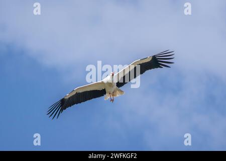Ein Weißstorch schwebt durch den Himmel über dem Knepp Estate UK und kehrt zurück Stockfoto