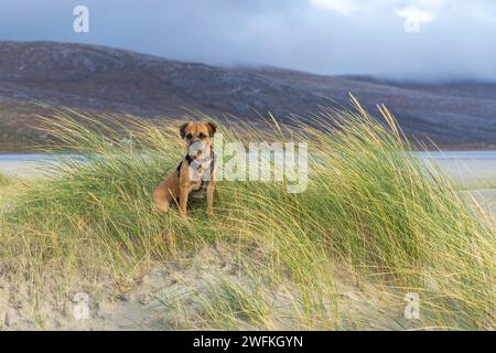 Ein Border Terrier, der in einer Sanddüne am Seilebost Beach gegenüber dem Luskentyre Beach an der Westküste von Harris in den Äußeren Hebriden ruht Stockfoto