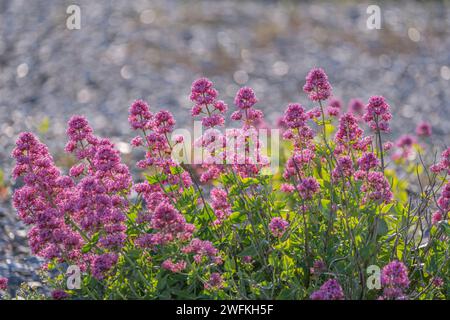 Roter Baldrian wächst am Strand von Church Norton im Pagham Harbour in der Nähe von Chichester in West Sussex Stockfoto