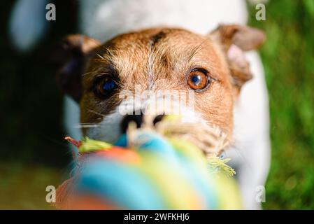 POV bei Hund, der ein Tauziehen-Spiel mit buntem Seilspielzeug spielt Stockfoto