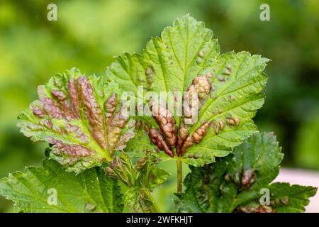 Rote Johannisbeerblätter, die vom Pilz Anthracnose angegriffen werden. Gallische Blattläuse auf den Blättern Stockfoto