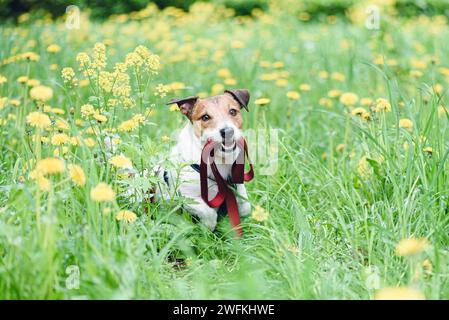 Hund, der zwischen Frühlingsblumen sitzt und Blei im Mund hält. Konzept der Frühjahrsgefahr für Haustiere Stockfoto