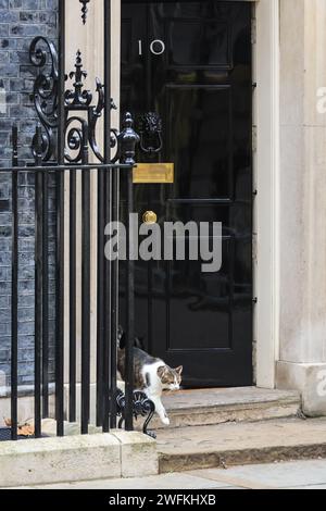 London, Großbritannien. Januar 31, 2024. Larry, die Downing Street Katze, Chief Mouser, sitzt zuerst im Fenster von Nr. 11. dann mit tadellosem Timing, fährt die Nummer 10 durch die berühmte schwarze Tür und sashays die Straße hinunter in Richtung der wartenden Polizeieskorte, nur eine Minute bevor Rishi Sunak die Downing Street 10 verlässt, um heute den Fragen des Premierministers (PMQs) im Parlament beizuwohnen. Quelle: Imageplotter/Alamy Live News Stockfoto