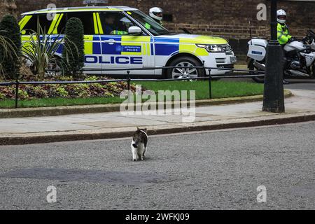 London, Großbritannien. Januar 31, 2024. Larry, die Downing Street Katze, Chief Mouser, sitzt zuerst im Fenster von Nr. 11. dann mit tadellosem Timing, fährt die Nummer 10 durch die berühmte schwarze Tür und sashays die Straße hinunter in Richtung der wartenden Polizeieskorte, nur eine Minute bevor Rishi Sunak die Downing Street 10 verlässt, um heute den Fragen des Premierministers (PMQs) im Parlament beizuwohnen. Quelle: Imageplotter/Alamy Live News Stockfoto