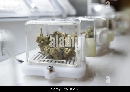 Knospen des Cannabis werden in kleinen Kisten auf der Verkaufsfläche der Apotheke Rhode Island ausgestellt. Stockfoto