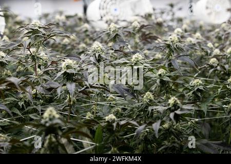Cannabis wird im Anbauraum einer legalen Marihuana-Apotheke in Rhode Island unter den Lichtern gehalten. Stockfoto