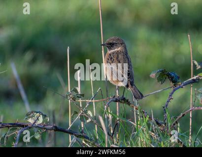 Stonechat, Saxicola rubicola, junger Mann im Winter. Stockfoto