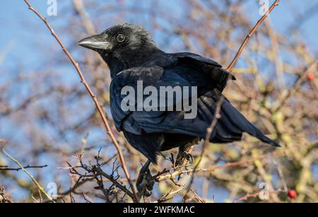 Aas-Krähe, Corvus Corone, im frühen Winter im Weißdornbusch gelegen. Stockfoto