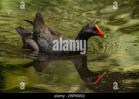 Dunkle Moorhen, Gallinula tenebrosa, Schwimmen im städtischen Pool, Sydney. Australien. Stockfoto