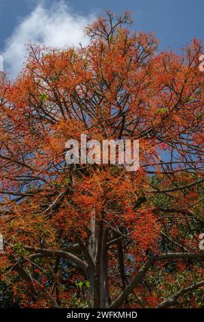 Flammenbaum, Brachychiton acerifolius, in Blume im Anbau, Australien. Stockfoto