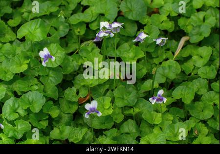 Einheimisches Violett, Viola banksii, in Blume in hellem Wald. Stockfoto