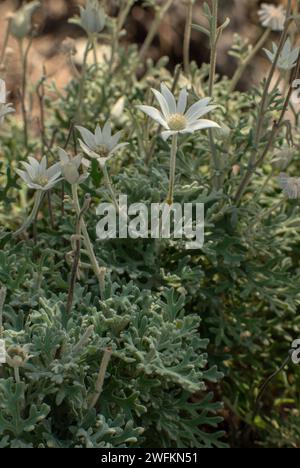 Flanellblume, Actinotus helianthi, in Blüte in Küstenbüschel, Sydney. Stockfoto