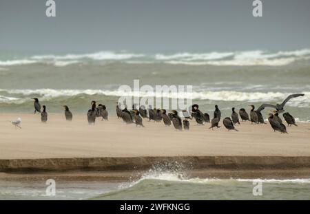 Große Kormorane, Phalacrocorax Carbo, auf Sandbank an der Murray River Mündung, mit dem Ozean dahinter. Australien. Stockfoto