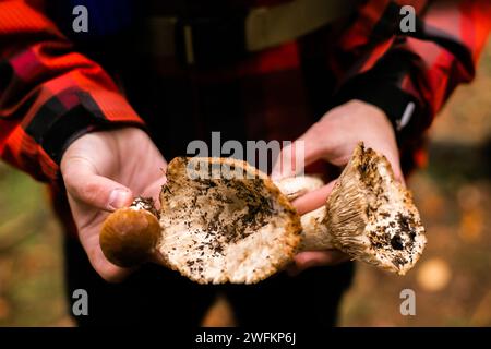 Männliche Hände halten einen frisch geernteten Pilz auf einem Grasgrund. Nahaufnahme. Draufsicht. Pilze im Wald pflücken. Stockfoto