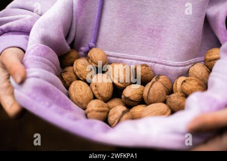 Die Frau hält Walnüsse an einem Hoodie. Erntekonzept. Nahaufnahme von Draufsicht Stockfoto