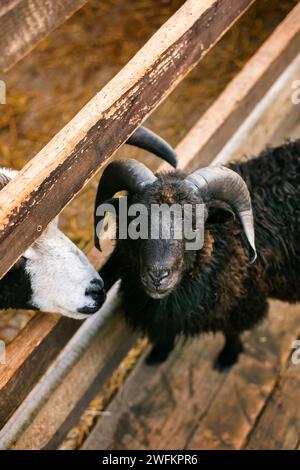 Nahaufnahme einer schwarzen Ziege im Streichelzoo oder Bauernhof am Sommertag Stockfoto