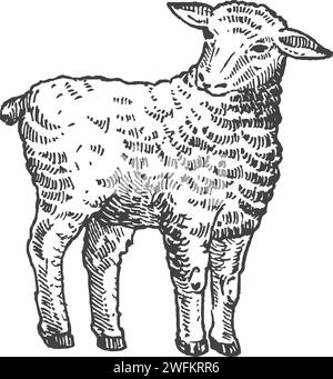 Young Sheep Hand Drawn Vector Cattle Illustration. Lamb Domestic Animal Sketch. Engraving Style Drawing Isolated Stock Vektor