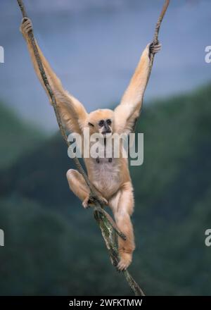 Adulte Weisswangengibbon (Nomascus leucogenys), die an einem Seil hängen Stockfoto