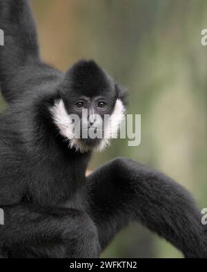 Erwachsener männlicher Weißwangengibbon (Nomascus leucogenys) Nahaufnahme Porträt Stockfoto