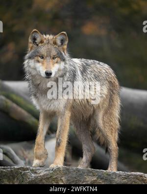 Mexikanischer Grauwolf (Canis Lupus) Ganzkörperporträt stehend Stockfoto