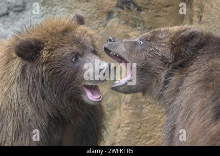 Zwei Braunbärenjunge (Ursus arctos) kämpfen oder spielen mit offenem Mund Stockfoto