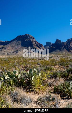 Blick auf die Chisos Mountains und das Fenster vom Ross Maxwell Scenic Drive. Big Bend National Park, Texas, USA. Stockfoto