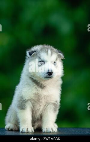 Junger sibirischer Husky-Welpe auf Tisch mit verschwommenem grünem Hintergrund Stockfoto