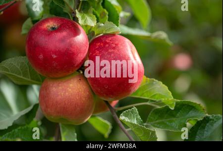 Ein Haufen roter Äpfel aus biologischem Anbau auf einem Zweig, der in einem kleinen Familiengarten produziert wird. Förderkonzept der lokalen Erzeuger. Köstliche rote Bio-Äpfel. Äpfel zurück Stockfoto