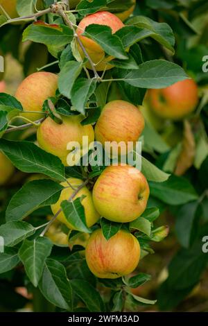 Ein Haufen roter Äpfel aus biologischem Anbau auf einem Zweig, der in einem kleinen Familiengarten produziert wird. Förderkonzept der lokalen Erzeuger. Rote Bio-Äpfel. Äpfel Hintergrund. Stockfoto