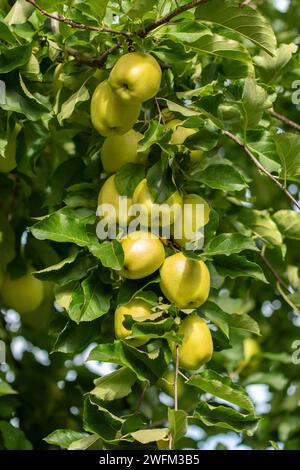 Ein Haufen köstlicher goldener Äpfel auf einem Baumzweig. Bio-Food-Konzept. Konzept für gesunde Früchte. Stockfoto