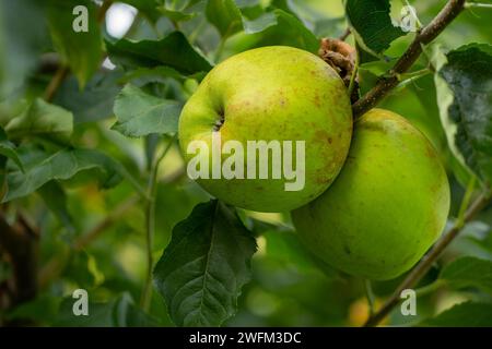 Zwei köstliche grüne Äpfel auf einem Baumzweig. Bio-Äpfel-Konzept. Gesundes Lebensmittelkonzept. Stockfoto