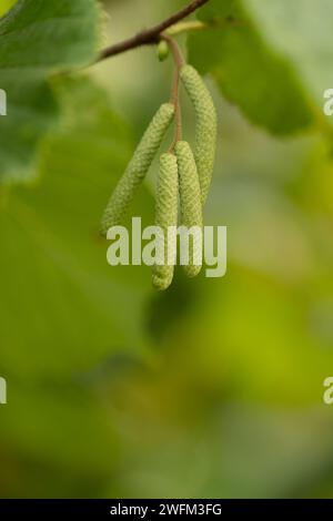 Haselnusskätzchen hängen an einem Haselnussbaum-Zweig. herbstkatze. Hazel männliche Blüten. Corylus avellana Catkins. Stockfoto