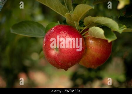 Köstliche rote Äpfel mit Wassertropfen darauf. Wassertropfen auf rote Äpfel. Bio-Äpfel-Konzept. Stockfoto