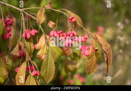 Europäische Spindel oder gemeinsame Spindel (Euonymus europaeus) rosa und orange Früchte. Spindel rosafarbene Früchte. Stockfoto